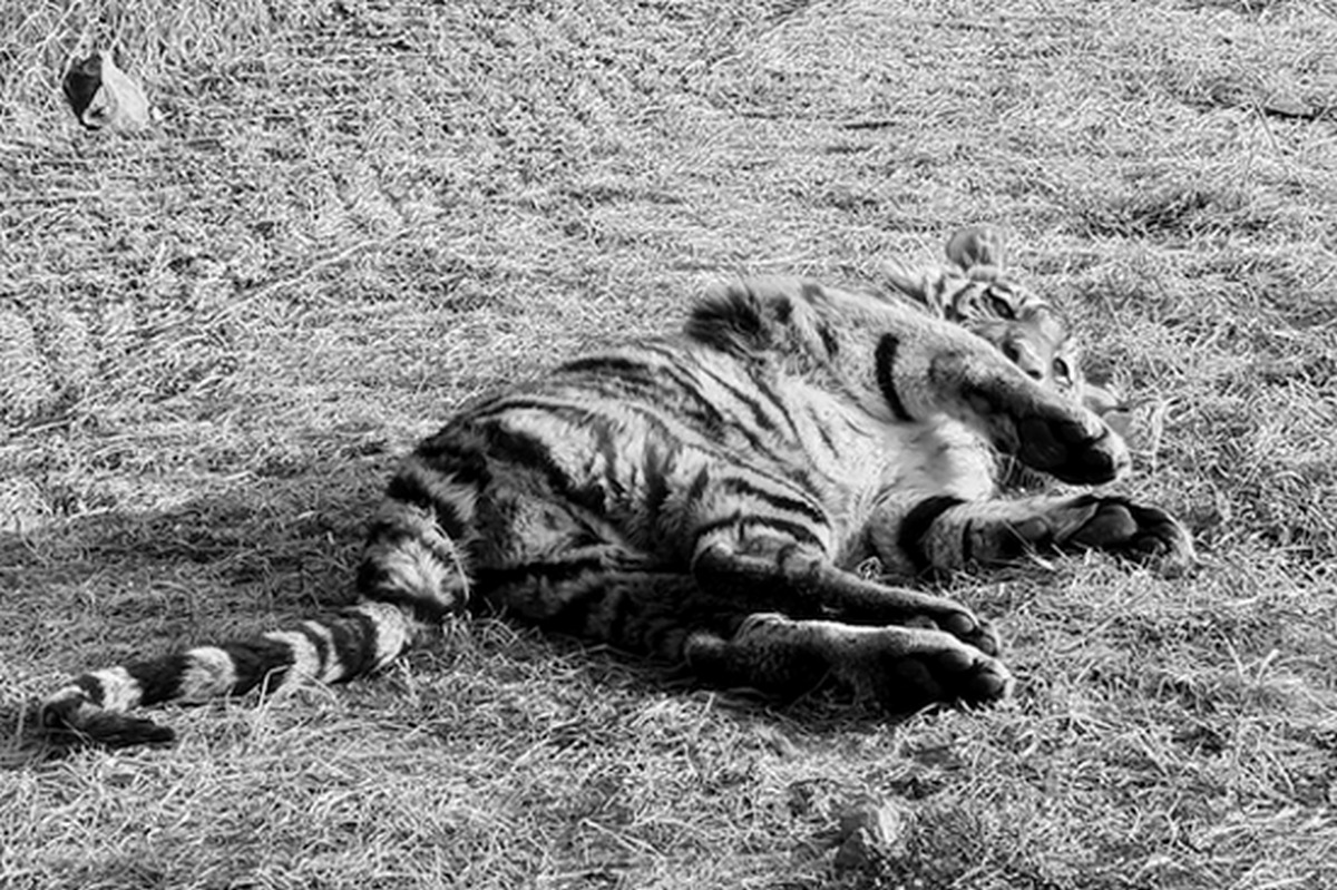Тигр Павлик убит